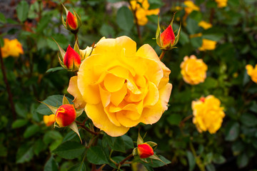 Beautiful orange rose in the garden, Helsinki, Finland
