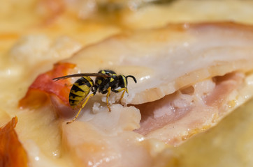 wasp closeup eating a piece of meat
