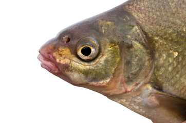 bream head close-up isolated on a white background