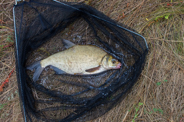 caught bream in a landing net