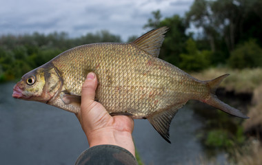 caught bream in the hand of a fisherman, close-up