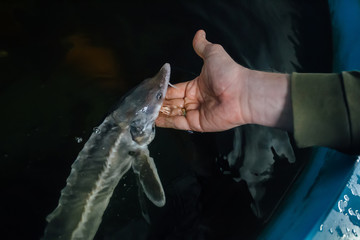 Feeding sturgeon fish with one hand in fish farm