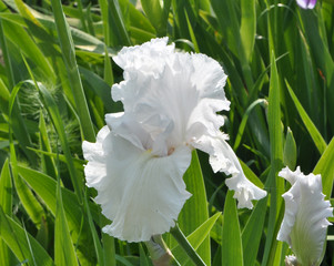 Flower irises  blooming in the spring.