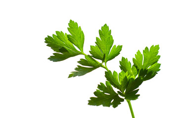 Parsley isolated on white background. Fresh green organic parsley. Organic farm.