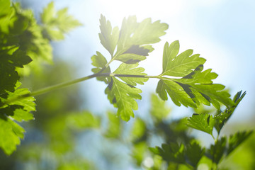 Fresh green organic parsley