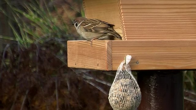 Dem Spatzen sind die Kerne vom Vogelhaus lieber als der Meisenkn&ouml;del (Atmo)