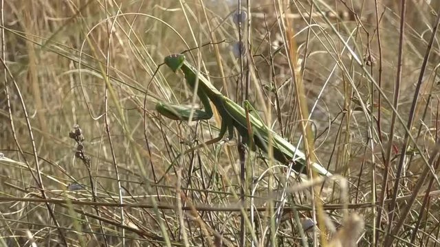Mantide religiosa natura insetti