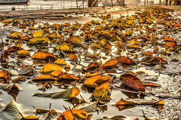Low view of the Westerkade (West Quay) with fallen alder leaves in a puddle on a sunny day in novmber