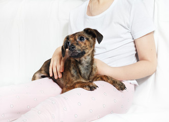 Cute brown puppy dog is lying on the feet of a child.