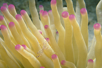 Shrimp Underwater