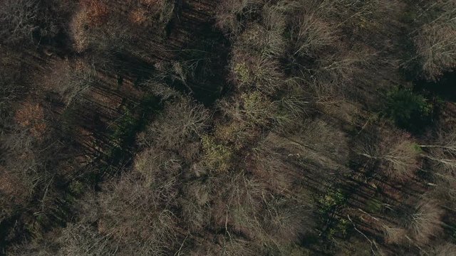 Verg&auml;nglichkeit - Flug nach oben &uuml;ber einen vom Herbst entbl&auml;tterten Wald