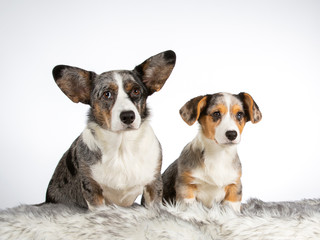 Corgi mother and puppy side by side in a studio with white background.