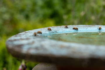 Bees are drinking water at birdbath in a flower garden on midday.