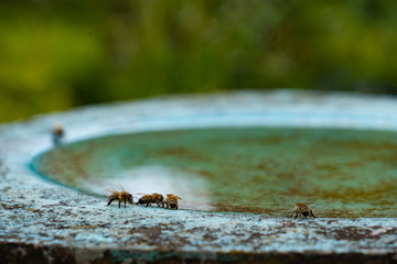 Bees are drinking water at birdbath in a flower garden on midday.