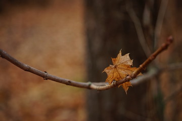 Brown dry maple leaf on a branch. Autumn forest, blurred natural background.