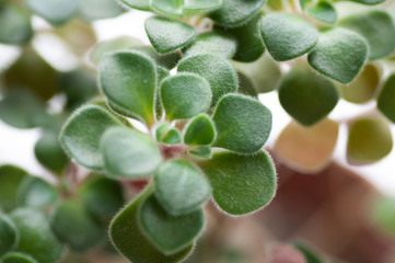 Succulent echeveria plant blue color - close up