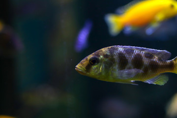 Yellow and blue fishes with shadow swimming side ways on dark background of ocean. Free copy space around fish