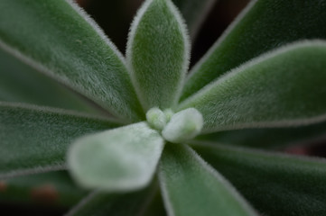 Close up of succulent Echeveria plant. The leaves are compressed into layers. Miniature succulent...
