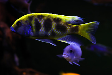 Fish with spots of unusual color swims side ways. Oceanic flora and fauna, life under water. Bokeh effect with blurry dark background, portrait of fish. Side view with free copy space for text