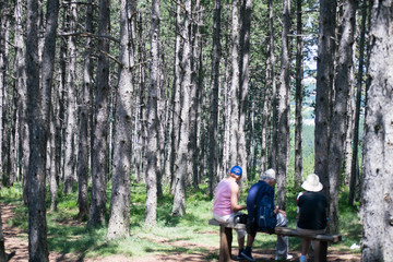 people sit on a bench in the pine forest in zlatibor serbia