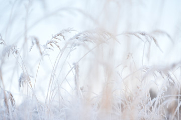 Frost covered grasses in winter landscape, selective focus and shallow depth of field