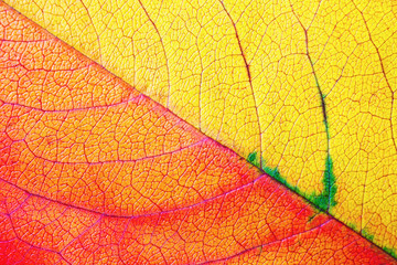 Photo of bright red and yellow autumn leaf. Macro photography. Flat lay