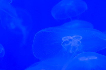 Transparent moon jellyfish close-up on a blue background with lighting