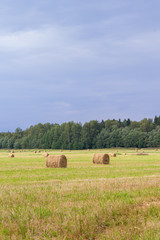 Fototapeta na wymiar Haystacks are removed from the fields in the summer near the forest