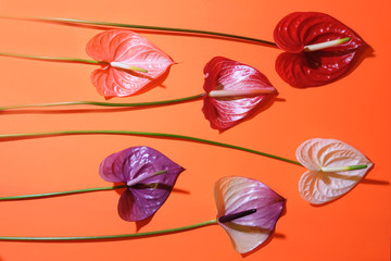 Many anthurium colorful beautiful fresh flowers on trendy coral background. Top view. - obrazy, fototapety, plakaty