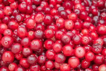 Ripe Red cranberries collected in the forest lies in the container