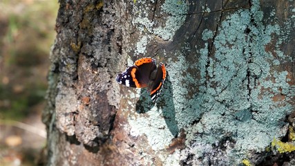Admiral butterfly sits on a tree covered with moss..