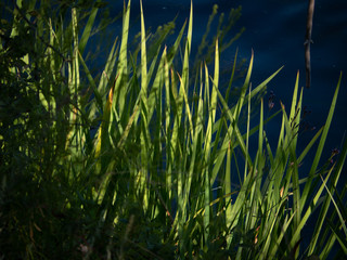 Obraz premium Shadows through the grass