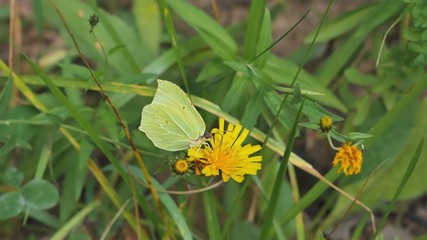 Butterfly lemongrass sitting on a yellow flower.j