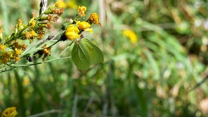 Butterfly sits on a yellow flower..