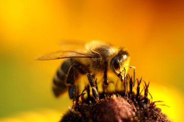 bee on a flower