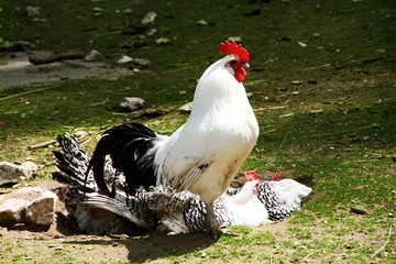 Rooster with his hens