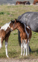 Naklejka na ściany i meble Pair of Cute Wild Horse Foals in the Utah Desert
