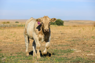 Cow