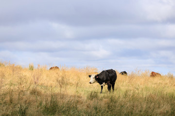 Cow in a Pasture