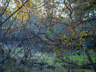 Autumn calm forest scene 