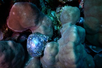 Koral morski - obrazy, fototapety, plakaty