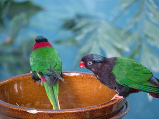 Close up exotic colorful red blue green yellow parrot Lorikeet Trichoglossus, sitting on the bowl with seeds