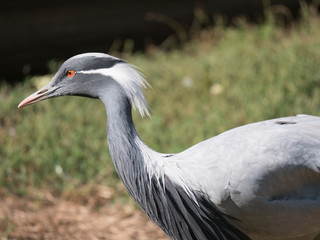 Detail profile portrait of beautiful Demoiselle Crane, Anthropoides virgo. Bird in green nature habitat. Wildlife scene, crane portrait. Bokeh green grass backgoround