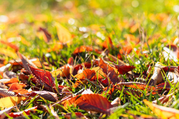 Fototapeta na wymiar Hojas caídas en el suelo de césped en otoño