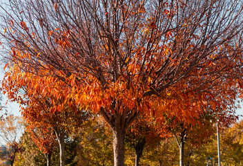 Arboles y hojas amarillas y naranjas en otoño