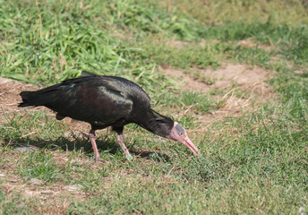 Portrait of Northern bald ibis, hermit ibis, Geronticus eremita, looking for food in green grass. Strange ugly looking bird with featherless head