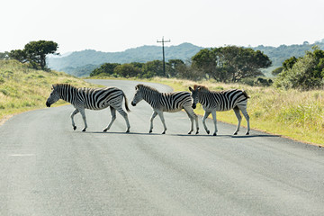 Fototapeta na wymiar Cebras cruzando la carretera en el parque nacional Kruger, Sudáfrica.