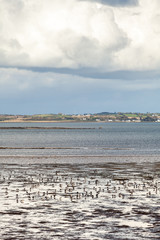 Brent Geese (Branta bernicla) feeding on Strangford Lough while the tide is out. Thousands of the geese winter on the lough