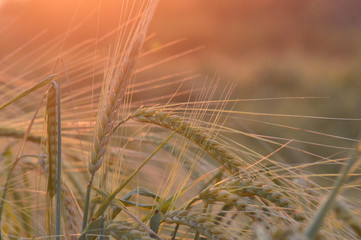 field of wheat il sunlight 