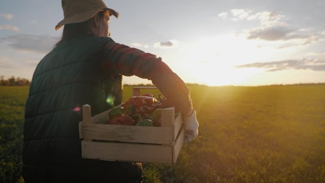 Young beautiful girl farmer in hat with box fresh ecological vegetables in field at sunset. Concept vegetarianism, healthy eating, autumn harvest, farming.